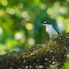 Lednacek promenlivy - Todiramphus chloris - Collared Kingfisher o1663